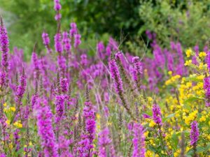 Lire la suite à propos de l’article Qu’est-ce qui rend une plante envahissante ? Comment les bonnes plantes se détériorent