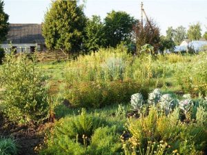 Lire la suite à propos de l’article Histoire de la permaculture et de ses créateurs