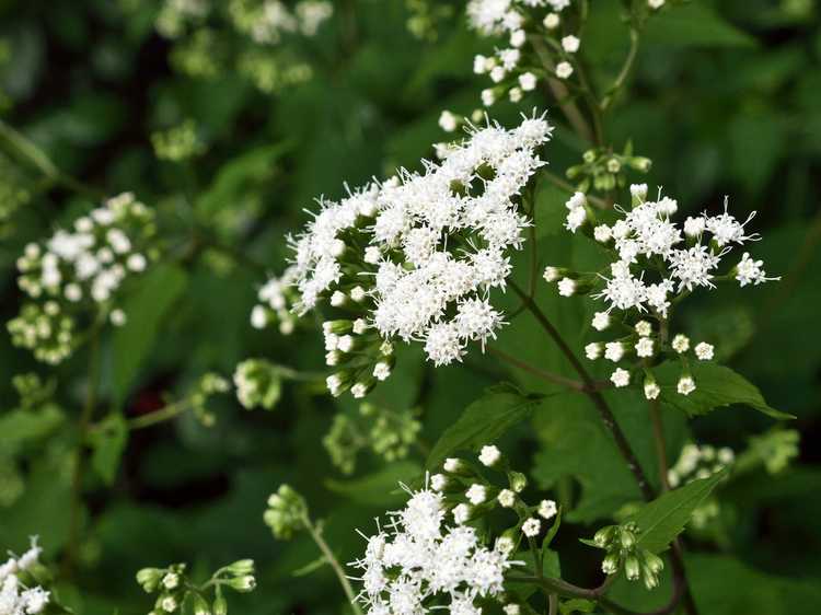 You are currently viewing Entretien des plantes Snakeroot: Informations sur les plantes Snakeroot blanches