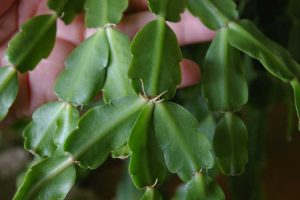 Lire la suite à propos de l’article Croissances ressemblant à des racines sur les cactus de Noël : pourquoi les cactus de Noël ont des racines aériennes