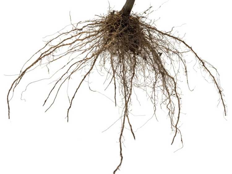 Lire la suite à propos de l’article Plantation à racines nues : comment planter des arbres à racines nues
