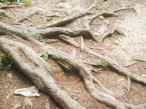 Lire la suite à propos de l’article Arbres montrant des racines : arbres avec des racines aériennes