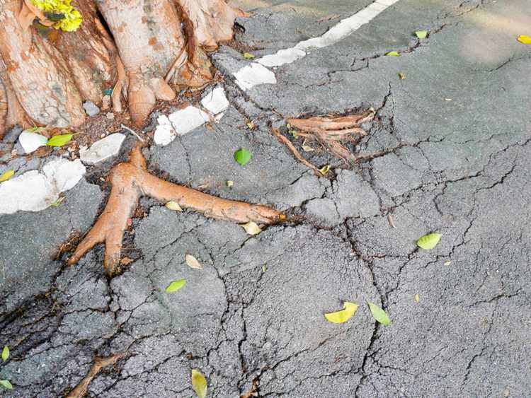 You are currently viewing Systèmes racinaires d'arbres : découvrez les racines des arbres à problèmes