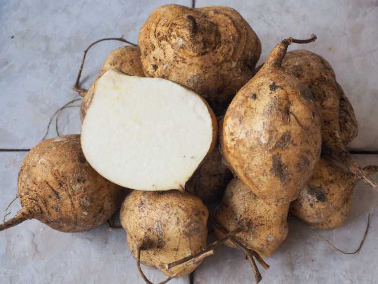 You are currently viewing Qu'est-ce qu'un Jicama : Informations nutritionnelles et utilisations du Jicama