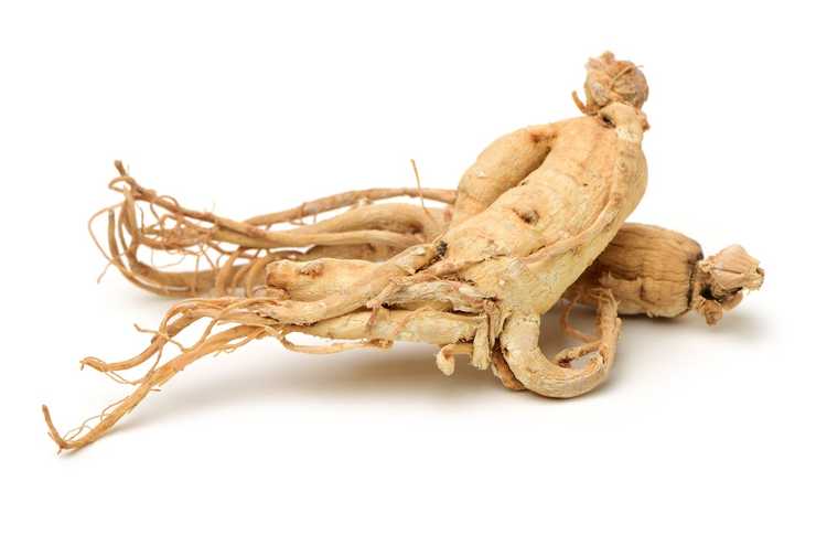 You are currently viewing Plantes de ginseng sauvage simulé : comment cultiver du ginseng sauvage simulé