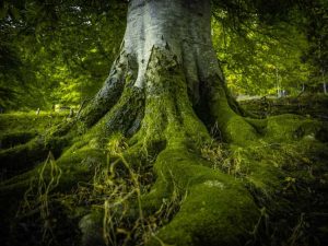 Lire la suite à propos de l’article Comment se débarrasser de la mousse sur les plantes