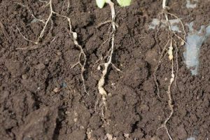 Lire la suite à propos de l’article Contrôle des maladies transmises par le sol : organismes présents dans le sol qui peuvent nuire aux plantes
