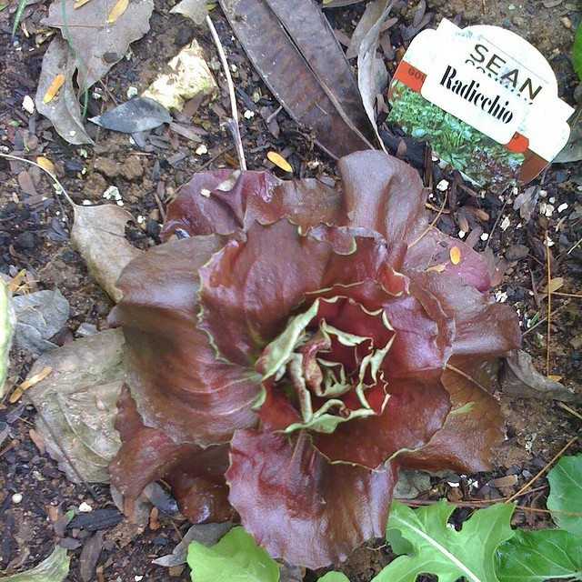 You are currently viewing Cultiver du radicchio – Comment faire pousser du radicchio dans le jardin