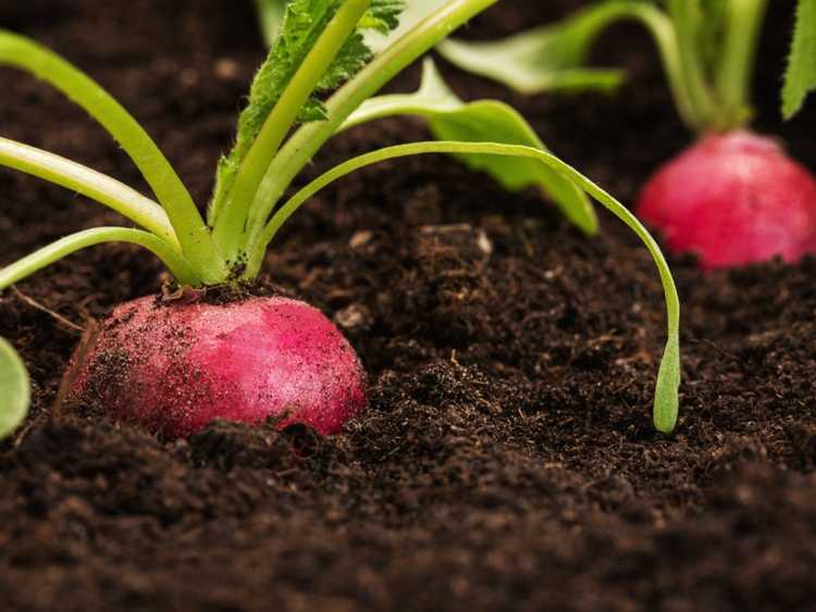 You are currently viewing Cultiver des radis – Comment faire pousser un radis