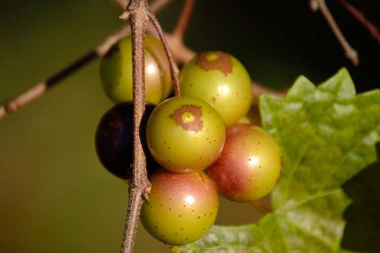 You are currently viewing Raisins à peau épaisse : types de raisins à peau épaisse