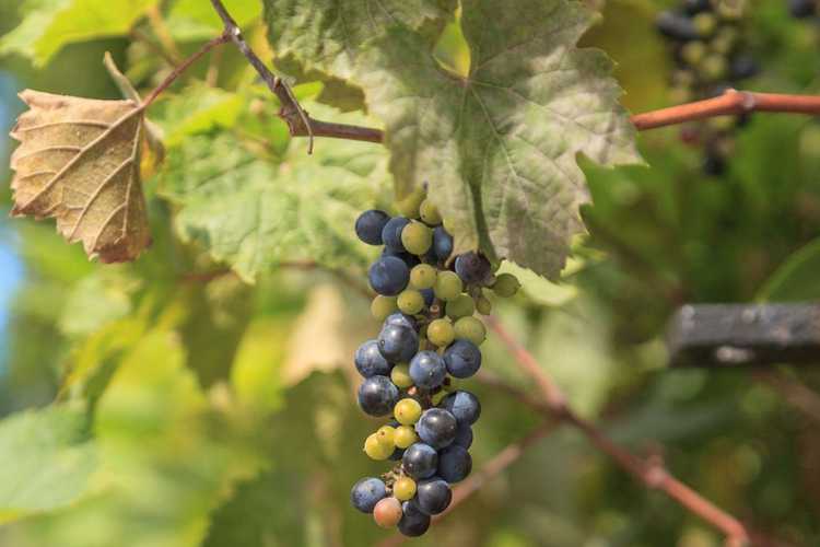 You are currently viewing Les raisins sauvages sont-ils des mauvaises herbes : où pouvez-vous trouver des raisins sauvages