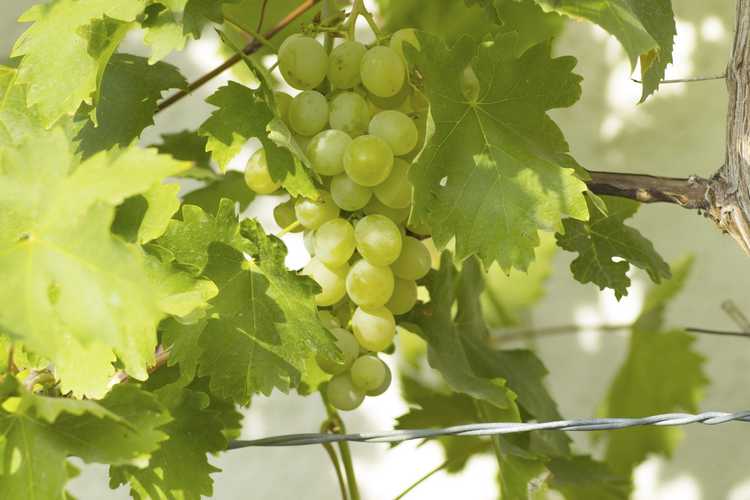 You are currently viewing Comment planter des raisins – Cultiver des vignes dans le jardin