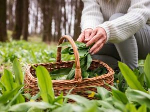 Lire la suite à propos de l’article Rampes de récolte dans la nature ou dans le jardin