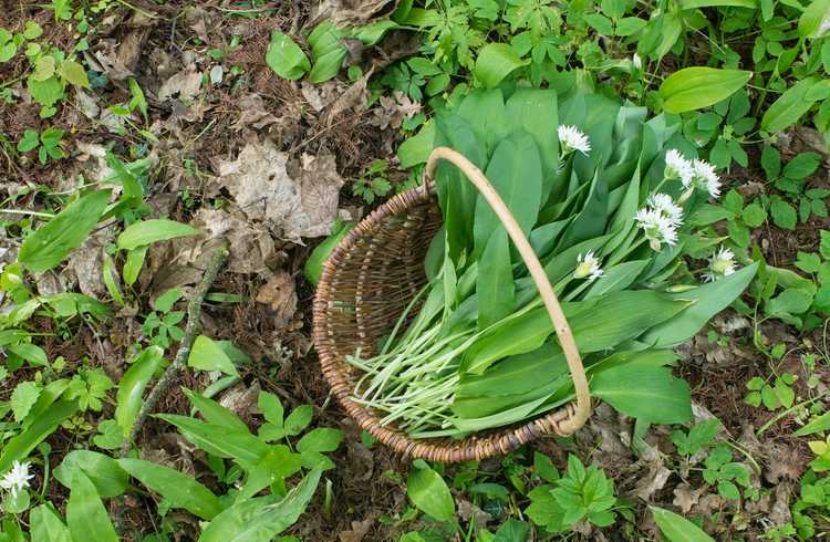 You are currently viewing Que sont les Ramsons : cultiver de l'ail des bois dans les jardins