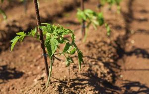 Lire la suite à propos de l’article Tomates pour climats arides – Types de tomates tolérantes à la sécheresse et à la chaleur