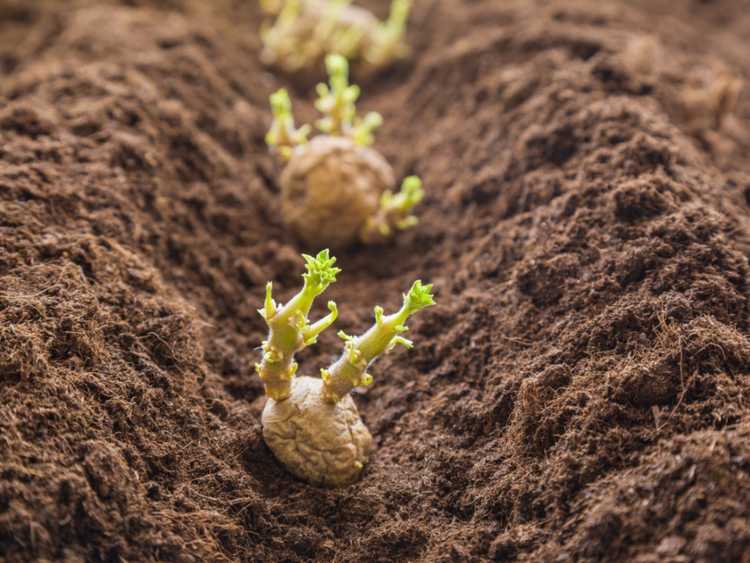 You are currently viewing Planter des morceaux de pomme de terre : quelle extrémité de la pomme de terre est en haut