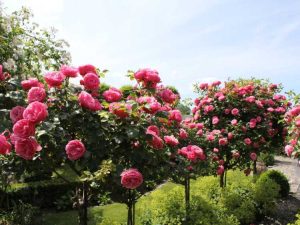 Lire la suite à propos de l’article En savoir plus sur les rosiers arboricoles