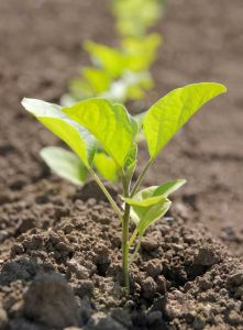 Lire la suite à propos de l’article Espacement des aubergines : à quelle distance les aubergines sont-elles espacées