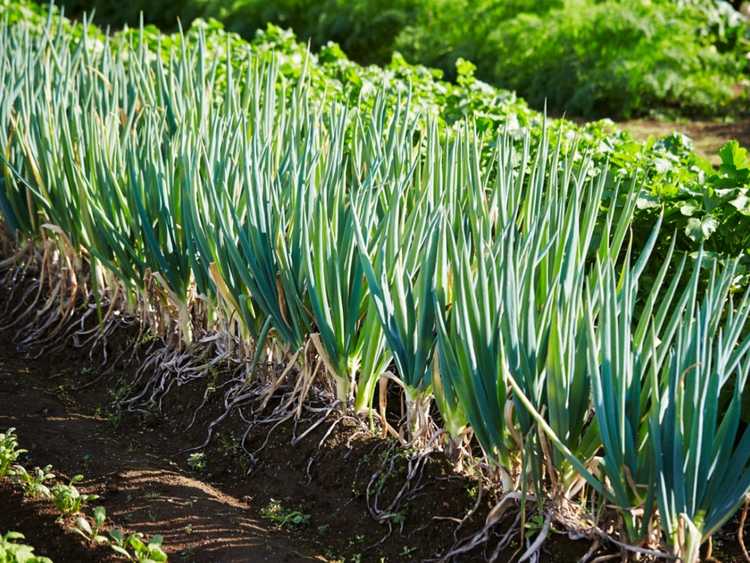 You are currently viewing Cultiver des oignons verts – Comment planter des oignons verts