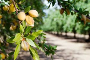 Lire la suite à propos de l’article Engrais pour arbres à noix : quand et comment fertiliser les arbres à noix