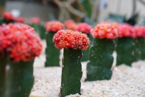 Lire la suite à propos de l’article Variétés de cactus rouges : cultiver des cactus rouges