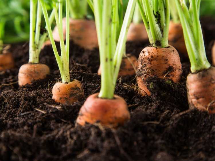 You are currently viewing Comment faire pousser des carottes – Cultiver des carottes dans le jardin
