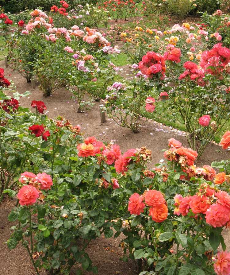 Lire la suite à propos de l’article Informations sur l'espacement des roses dans le jardin