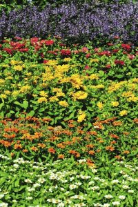 Lire la suite à propos de l’article Idées de jardins en couches : découvrez comment planter un jardin en couches