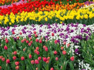 Lire la suite à propos de l’article Groupements de fleurs : plantes à planter en masse dans le jardin