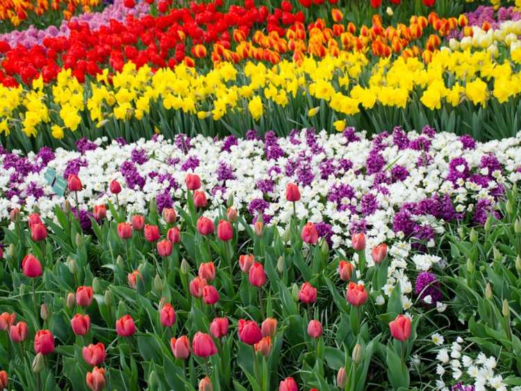 Lire la suite à propos de l’article Groupements de fleurs : plantes à planter en masse dans le jardin