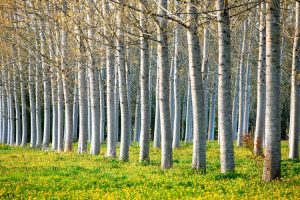 Lire la suite à propos de l’article Arbres à croissance rapide : découvrez les arbres communs qui poussent rapidement