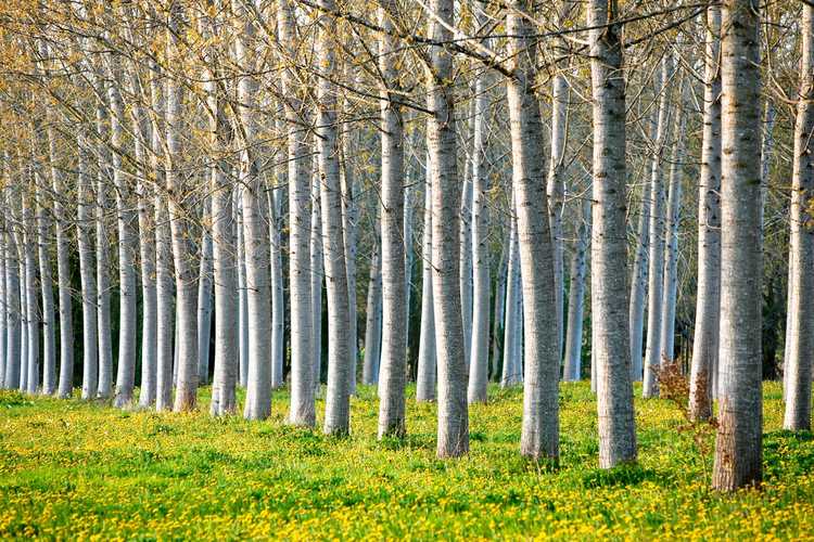 You are currently viewing Arbres à croissance rapide : découvrez les arbres communs qui poussent rapidement