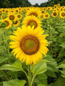 Lire la suite à propos de l’article Contrôle des mauvaises herbes dans les champs de tournesol