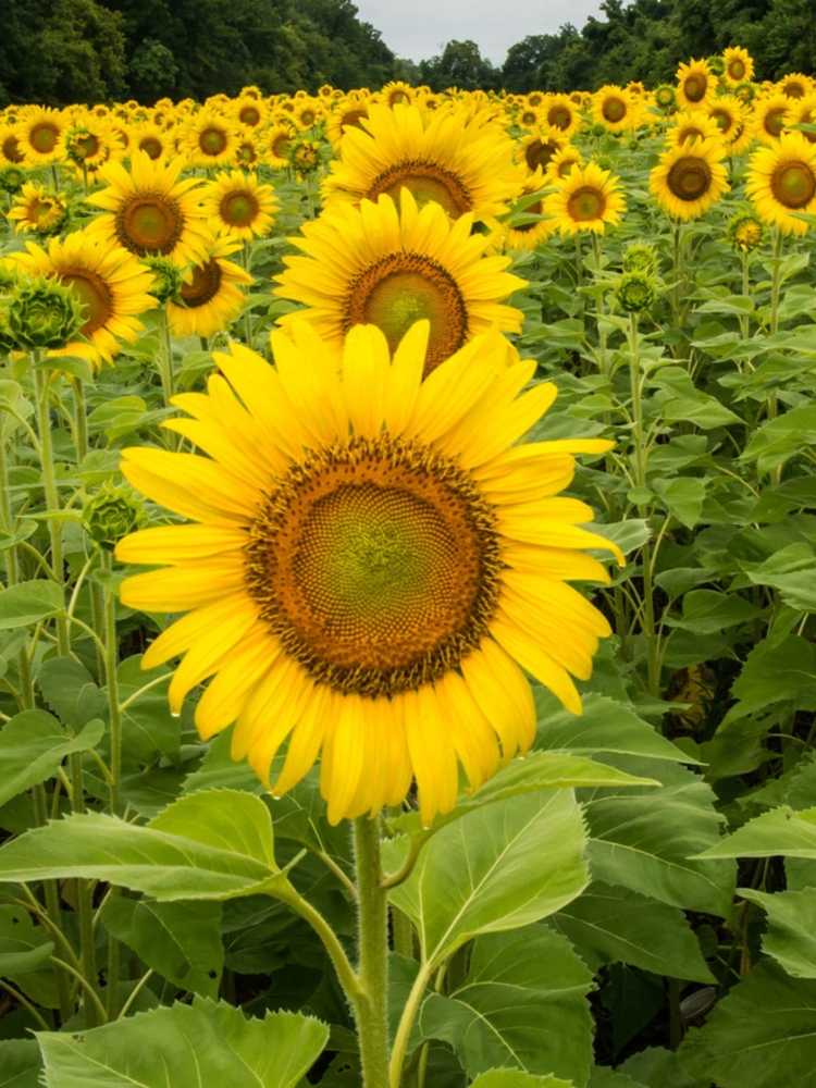 You are currently viewing Contrôle des mauvaises herbes dans les champs de tournesol