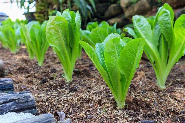 You are currently viewing Entretien de la laitue romaine : en savoir plus sur la plantation de laitue romaine