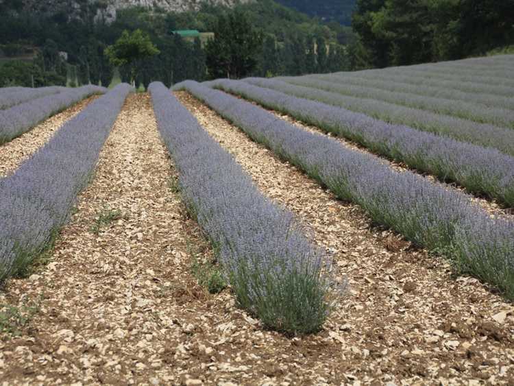 You are currently viewing Conseils pour le paillage de lavande : découvrez le paillis pour les plants de lavande