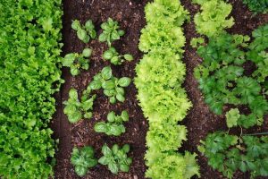 Lire la suite à propos de l’article Plantes de jardin incompatibles : découvrez les plantes qui ne s'aiment pas