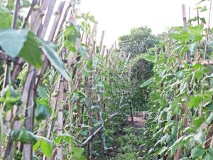 Lire la suite à propos de l’article Maladie de la rouille du pois du sud : En savoir plus sur le traitement de la rouille du niébé