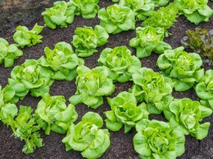 Lire la suite à propos de l’article Tom Thumb Lettuce Care – En savoir plus sur la culture des plantes de laitue «Tom Thumb»