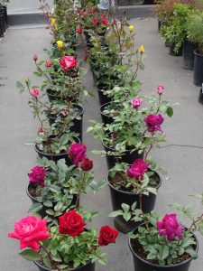 Lire la suite à propos de l’article Conseils pour acheter des plants de roses