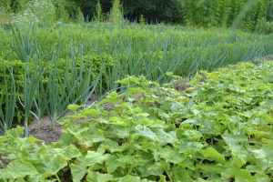 Lire la suite à propos de l’article Compagnons des plantes de concombre : des plantes qui poussent bien avec les concombres