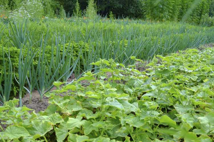 You are currently viewing Compagnons des plantes de concombre : des plantes qui poussent bien avec les concombres