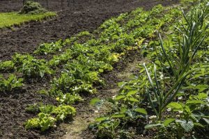 Lire la suite à propos de l’article Compagnons de fraises – Que planter avec des fraises dans le jardin