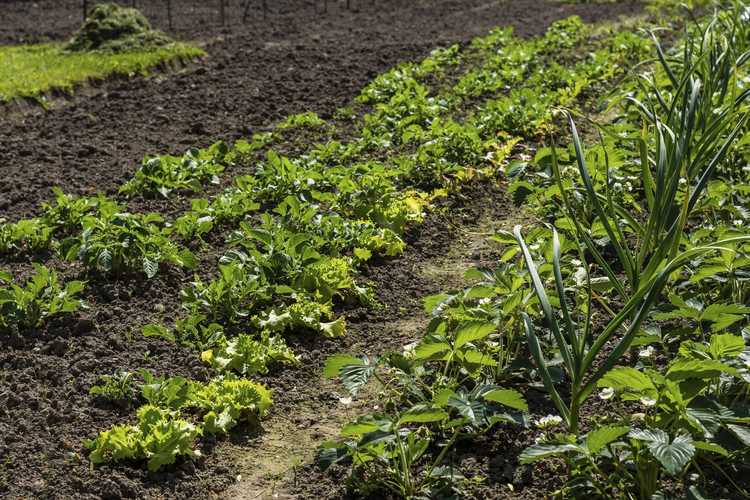 You are currently viewing Compagnons de fraises – Que planter avec des fraises dans le jardin