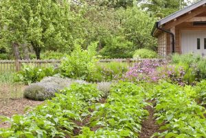 Lire la suite à propos de l’article Compagnons des plantes de pomme de terre : quelles sont les meilleures plantes compagnes pour les pommes de terre