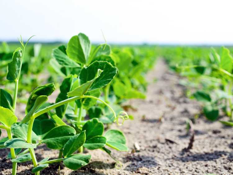 Lire la suite à propos de l’article Cultiver des pousses de pois : comment faire pousser des pousses de pois pour la récolte des pousses de pois