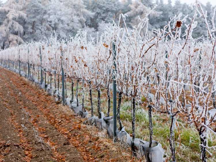 Lire la suite à propos de l’article Raisins hivernants : comment préparer les vignes pour l'hiver