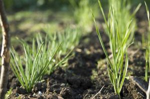 Lire la suite à propos de l’article Conseils pour cultiver des échalotes