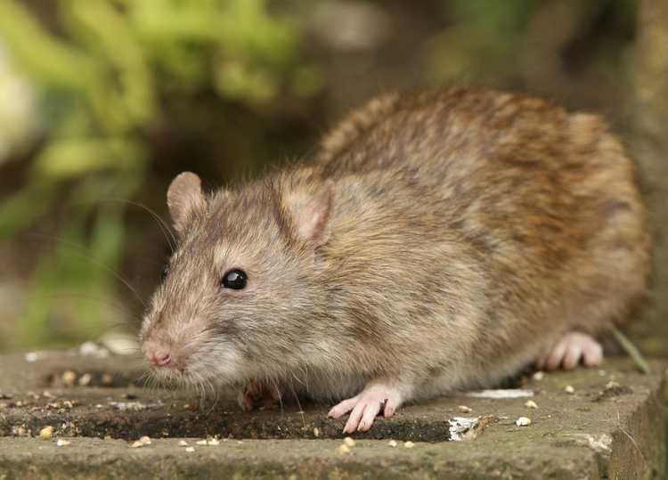 You are currently viewing Problème de rats dans les jardins urbains – Conseils pour lutter contre les rats dans les jardins urbains