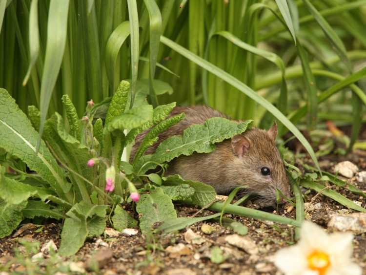 Lire la suite à propos de l’article Éliminer les rats dans les jardins – Conseils de contrôle et moyens de dissuasion pour les rats dans les jardins